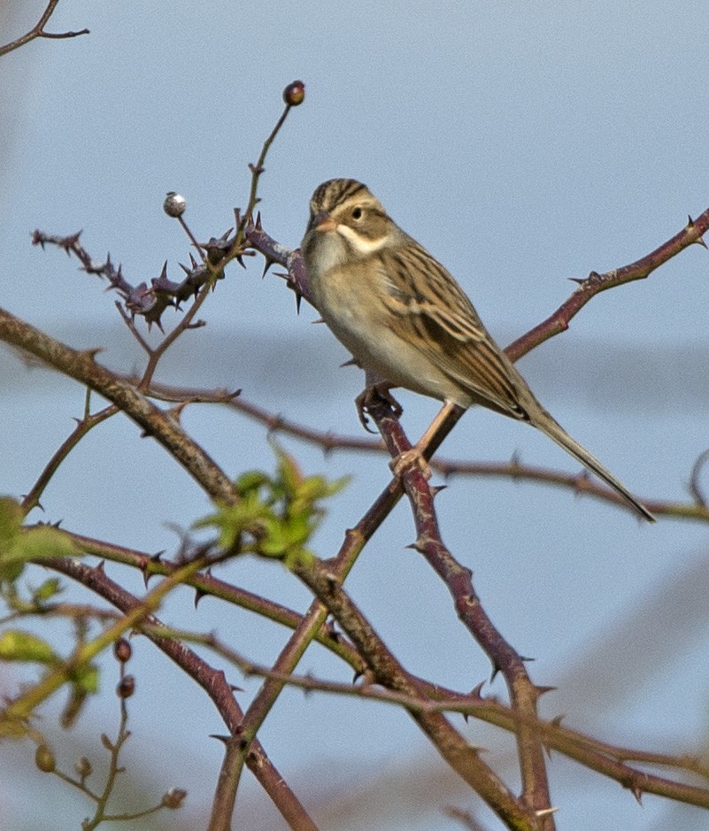 Clay-colored Sparrow - ML70789691