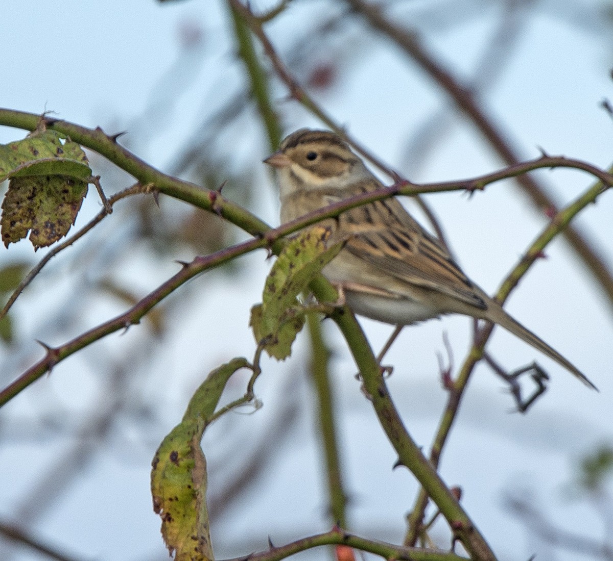 Clay-colored Sparrow - ML70789701