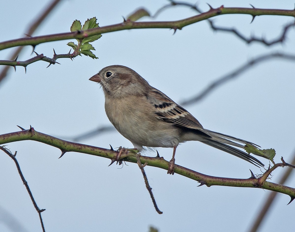 Field Sparrow - ML70789731
