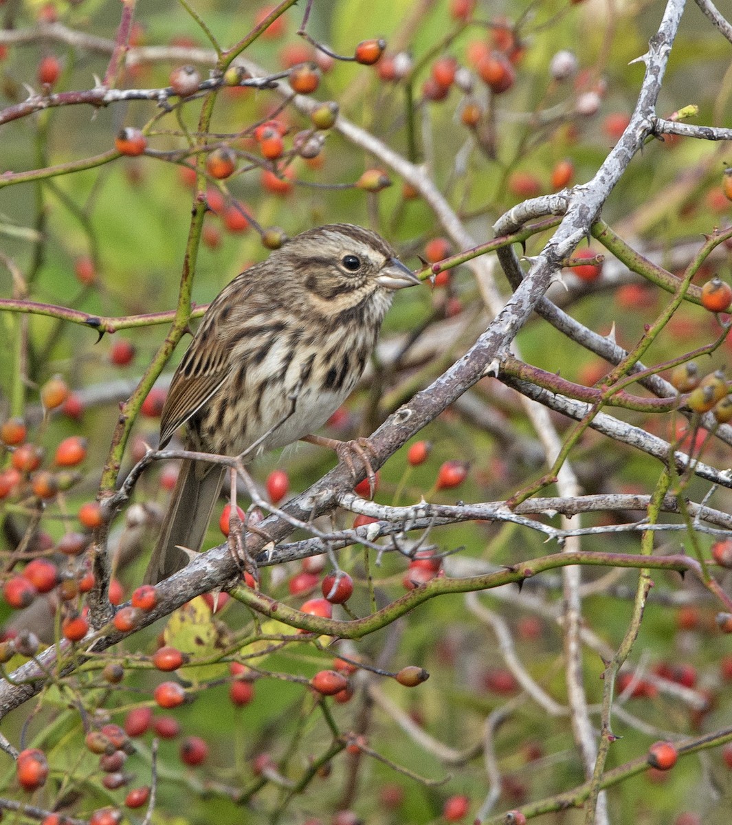 Song Sparrow - ML70789781