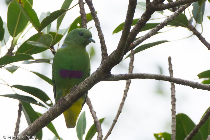 Dwarf Fruit-Dove - Frédéric PELSY