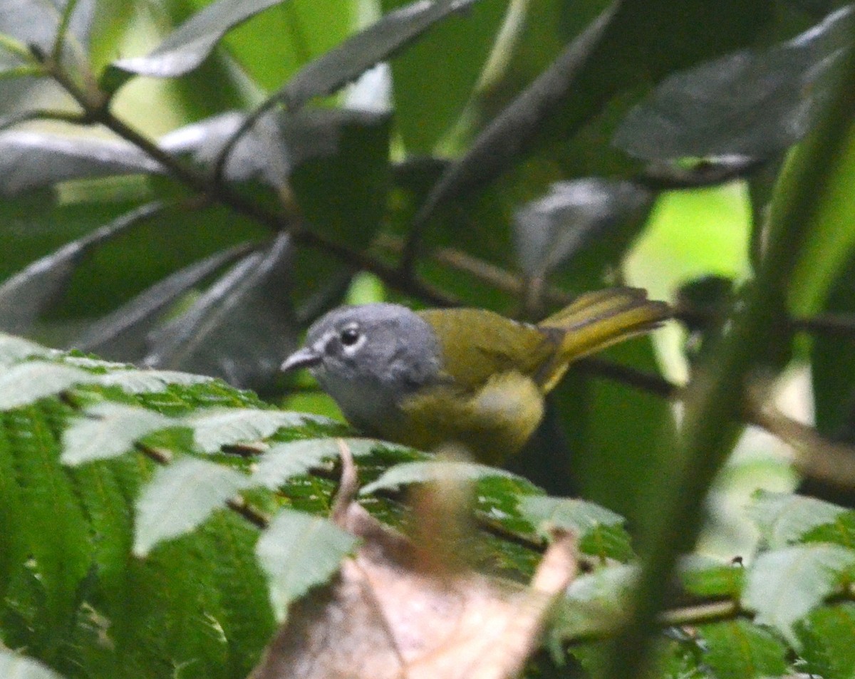 White-lored Warbler - ML70790731