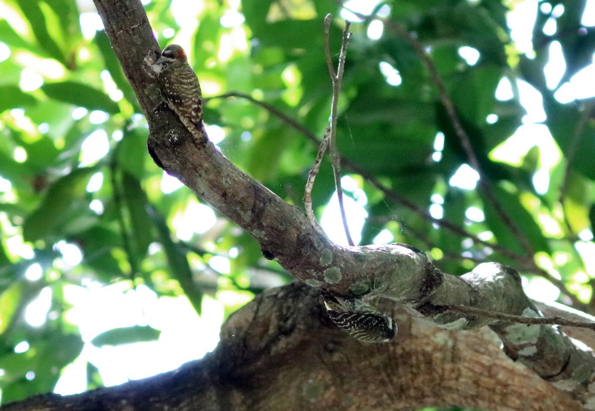 Sulawesi Pygmy Woodpecker - ML70791871