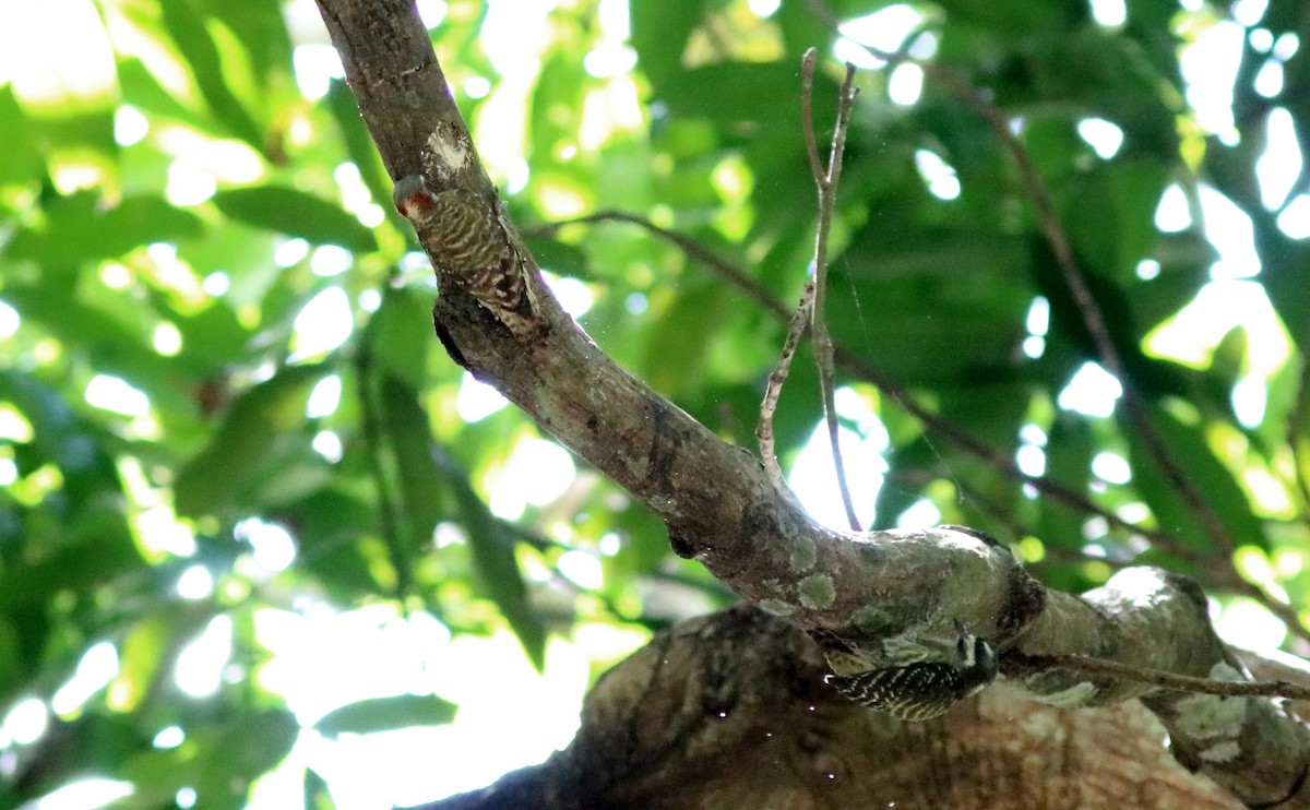 Sulawesi Pygmy Woodpecker - John Drummond