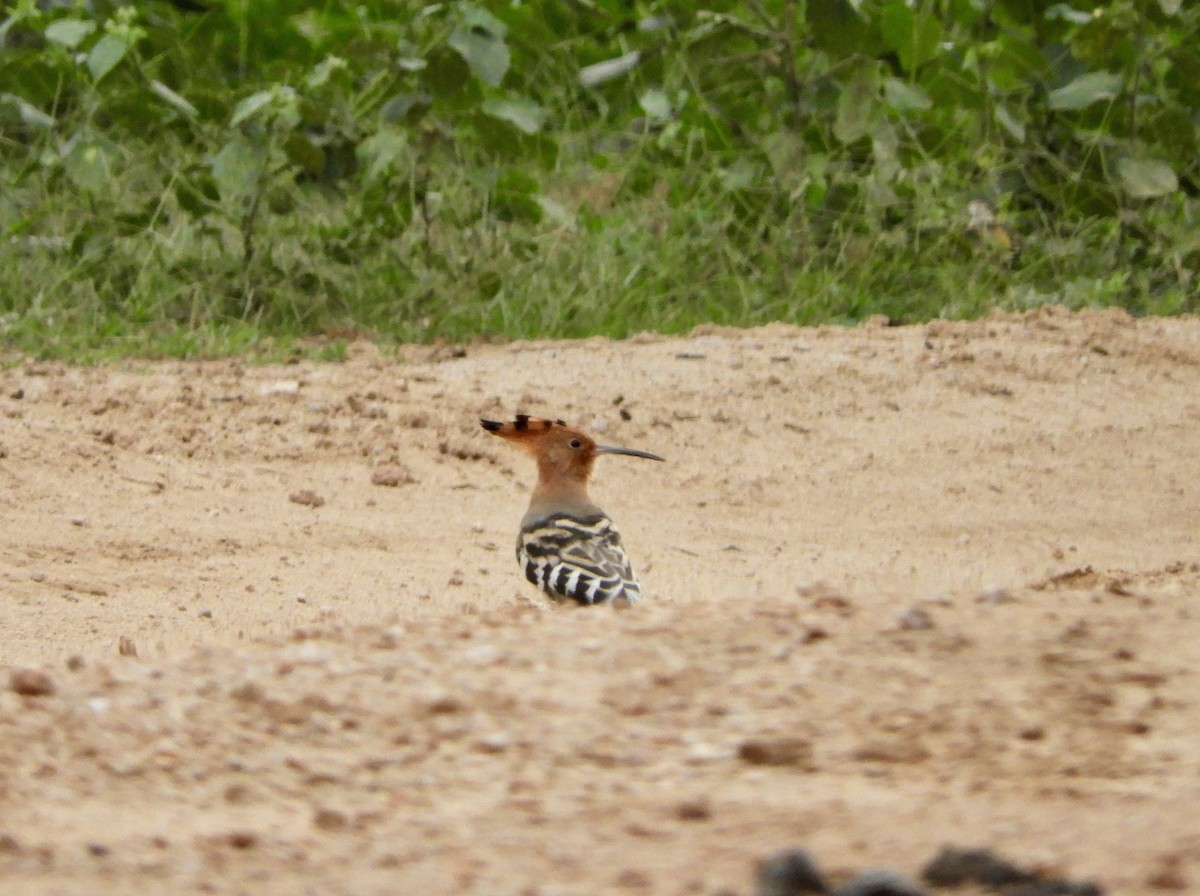 Eurasian Hoopoe - ML70792361