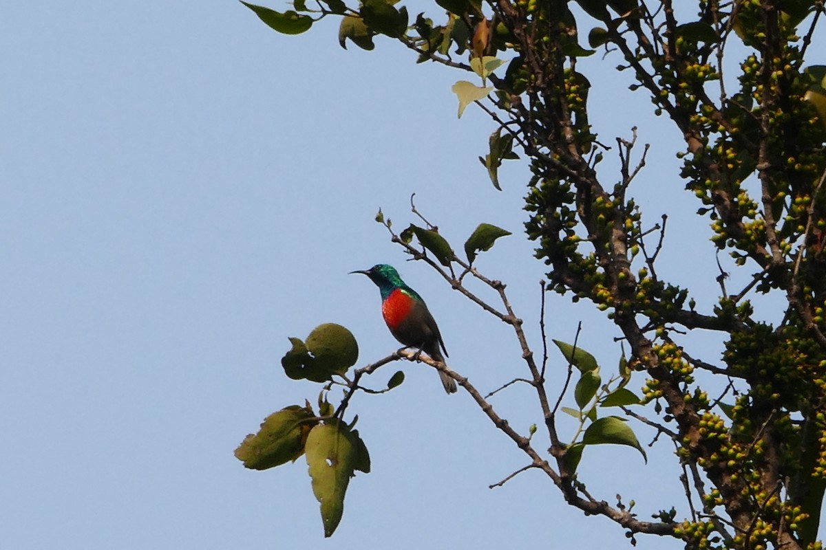 Bergnektarvogel - ML70793151