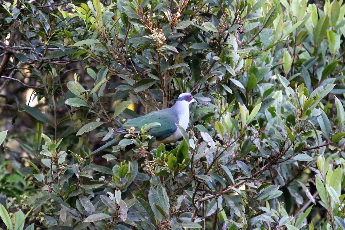 Red-eared Fruit-Dove - ML70793201