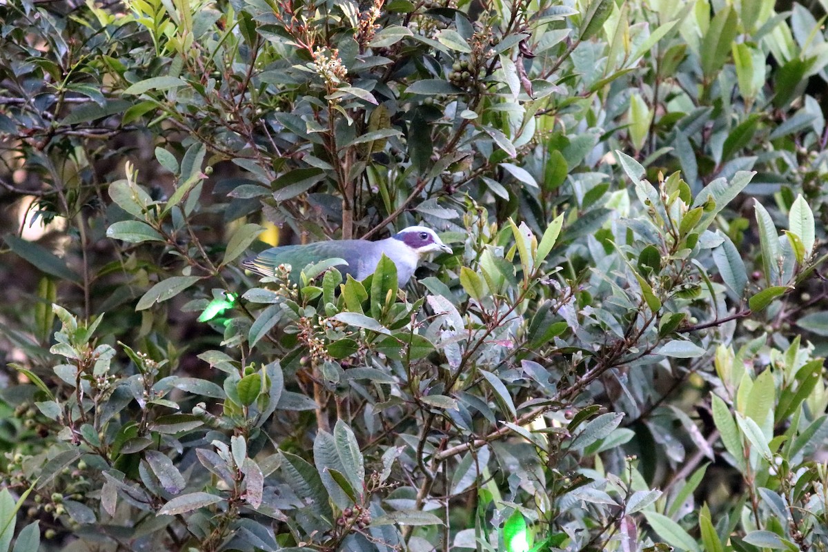 Red-eared Fruit-Dove - ML70793311