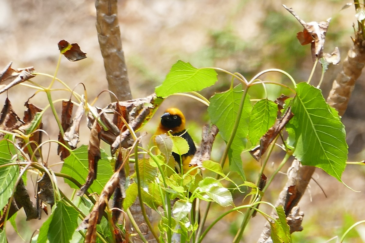 Black-chinned Weaver - ML70793321