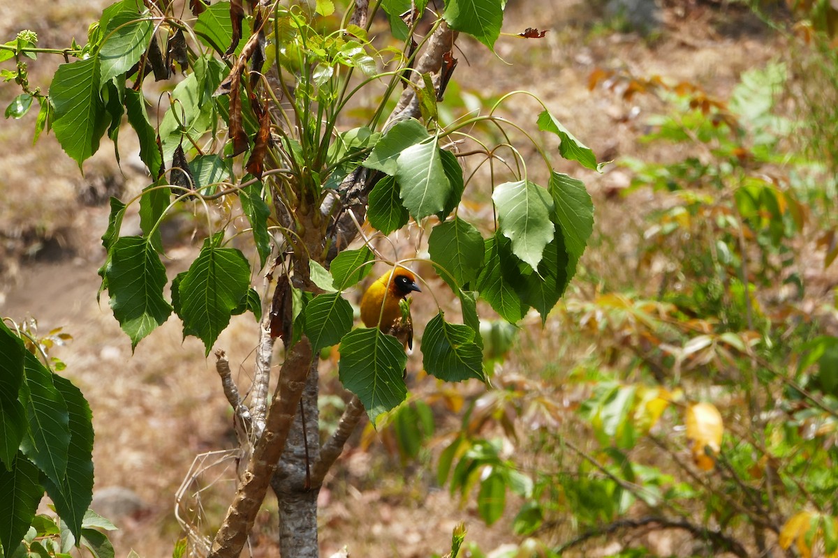 Black-chinned Weaver - Peter Kaestner