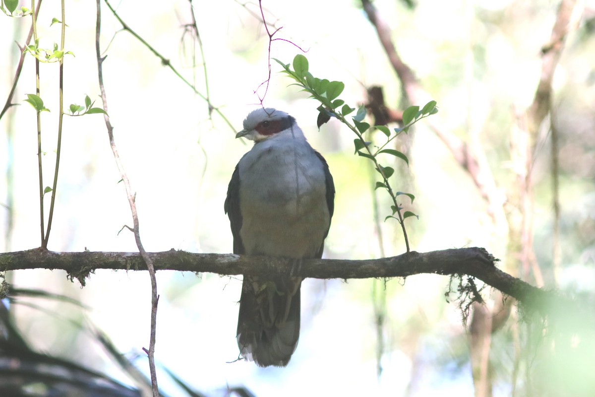 Red-eared Fruit-Dove - ML70793471