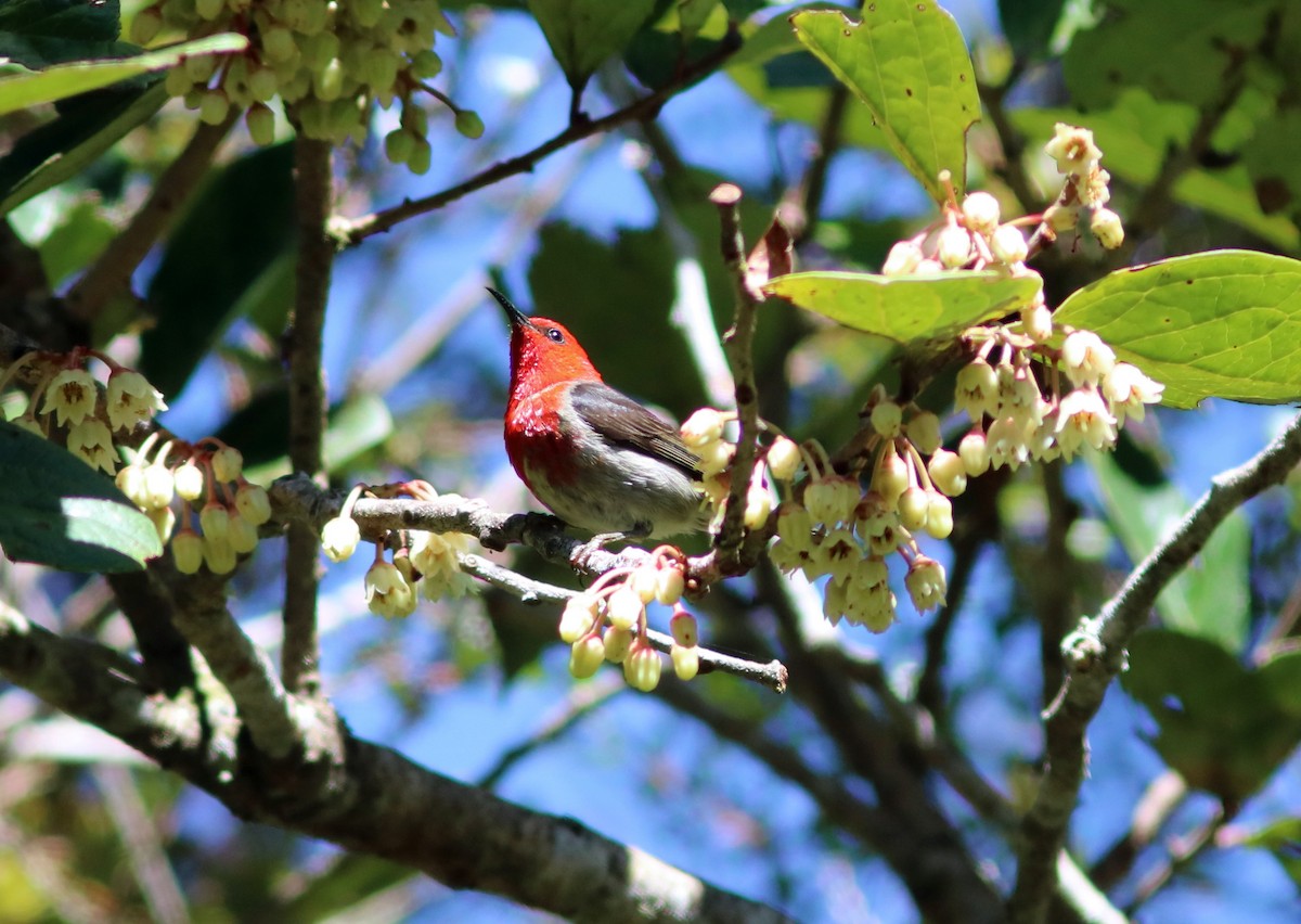 Sulawesi Myzomela - John Drummond