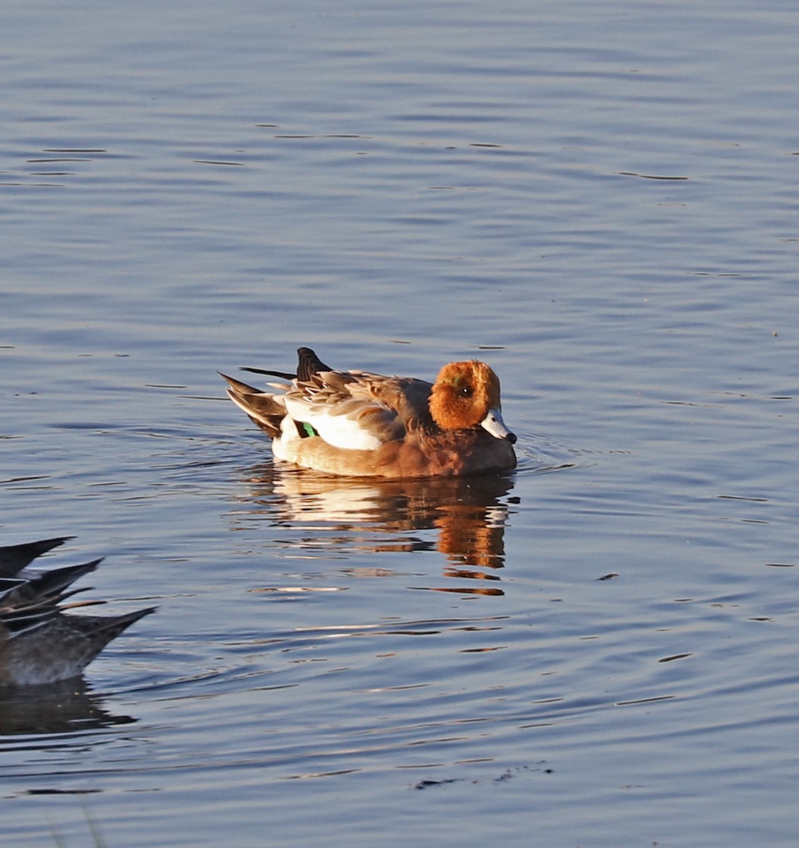 Eurasian Wigeon - John Bruin