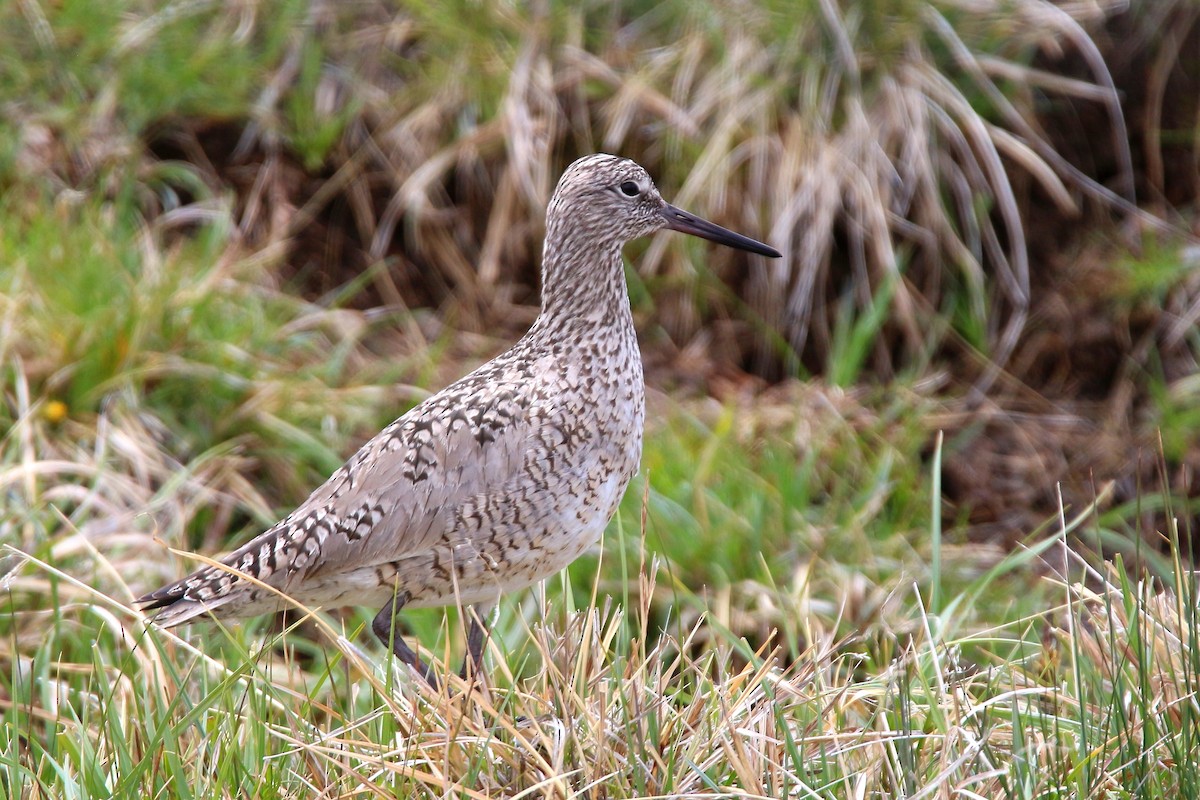 Willet - ML70795061