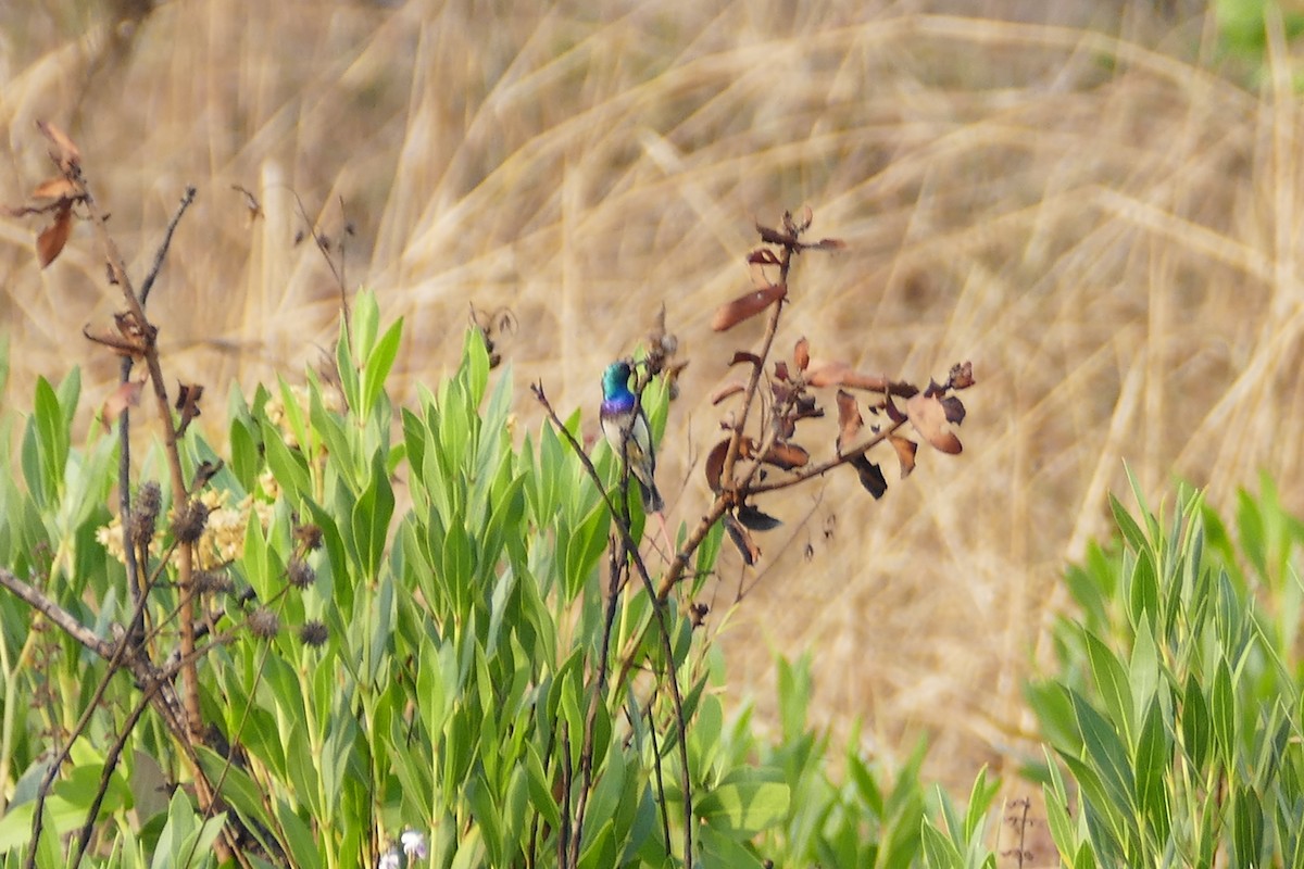 Oustalet's Sunbird (Angola) - ML70795561