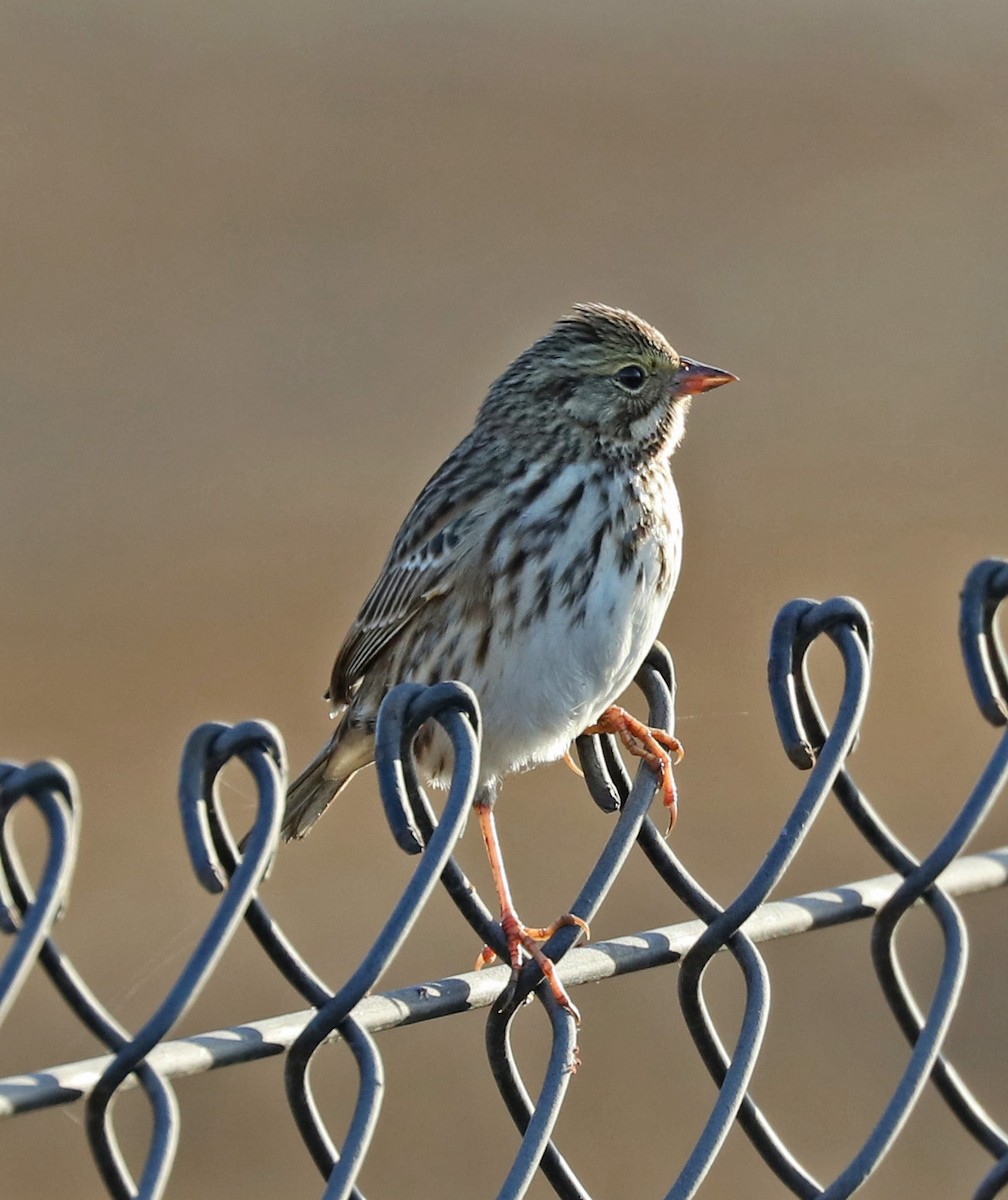 Savannah Sparrow - John Bruin