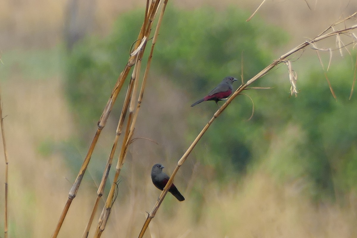 Dusky Twinspot - Peter Kaestner