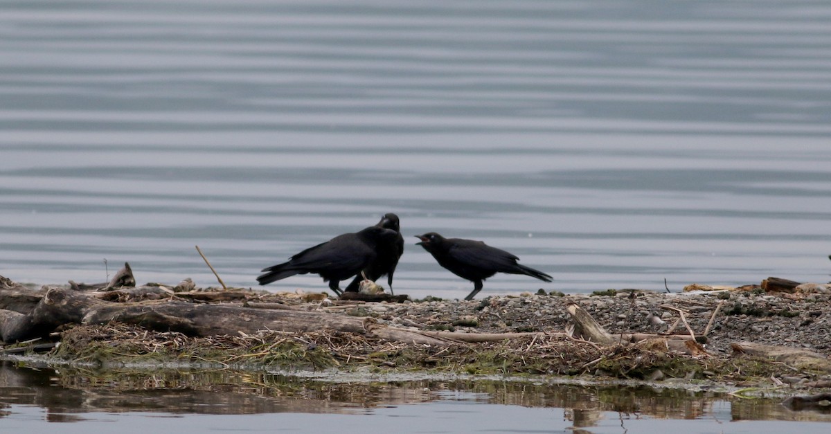 American Crow - ML70796451