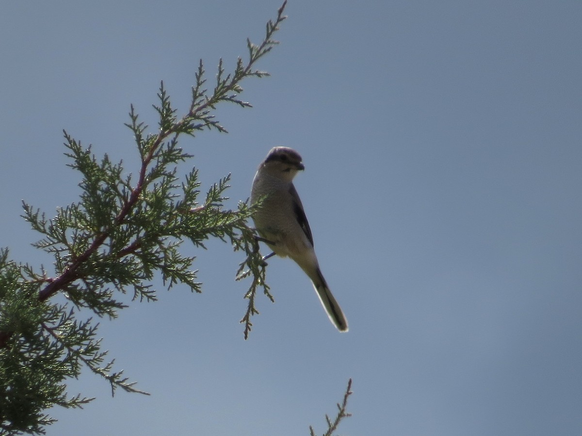 Northern Shrike (American) - ML70797591