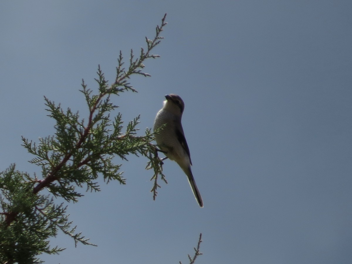 Northern Shrike (American) - ML70797651