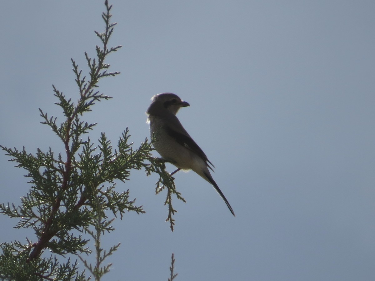 Northern Shrike (American) - ML70797661