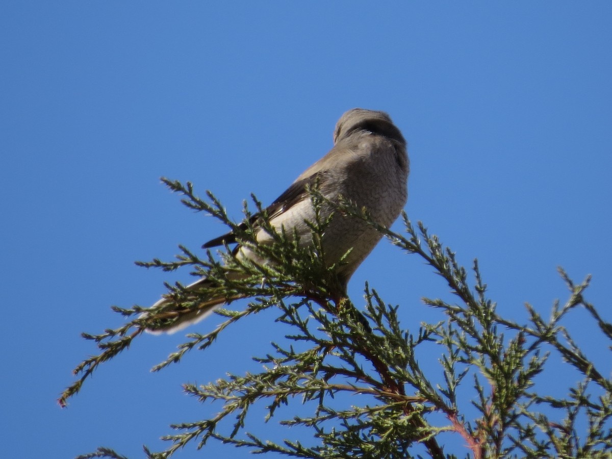 Northern Shrike (American) - Vickie Buck