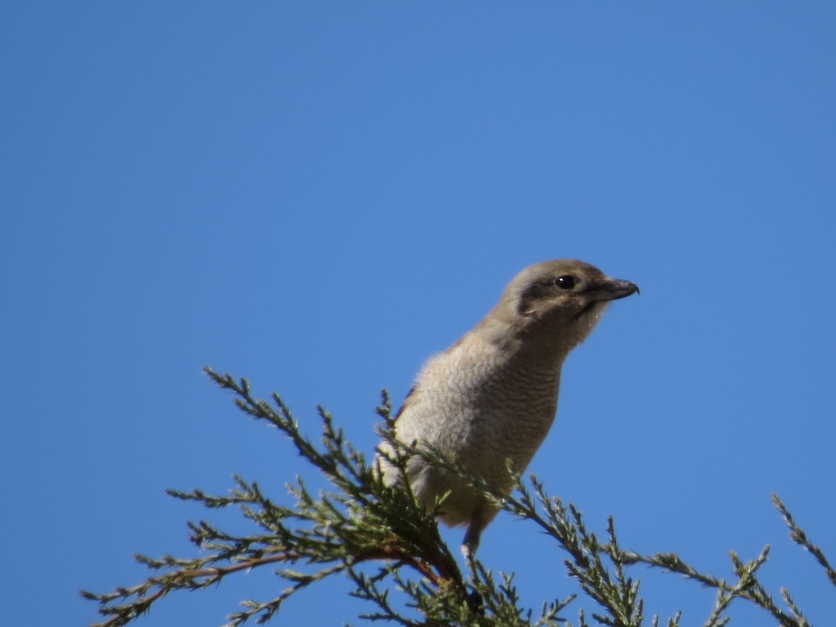 Northern Shrike (American) - ML70797771