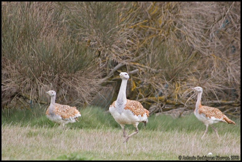 Great Bustard - ML707980