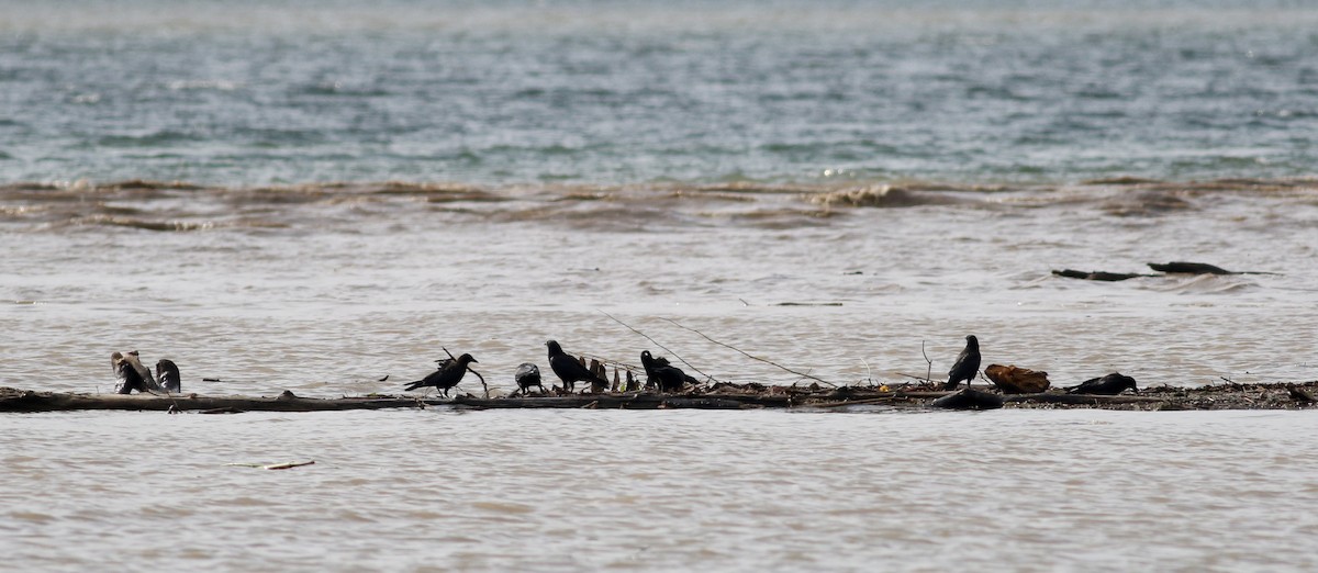 American Crow - ML70798491