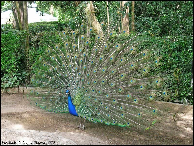 Indian Peafowl - ML707991