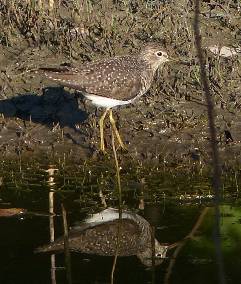 Solitary Sandpiper - ML70799141