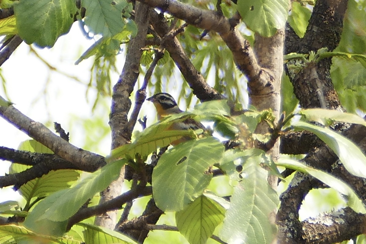 Golden-breasted Bunting - ML70799601