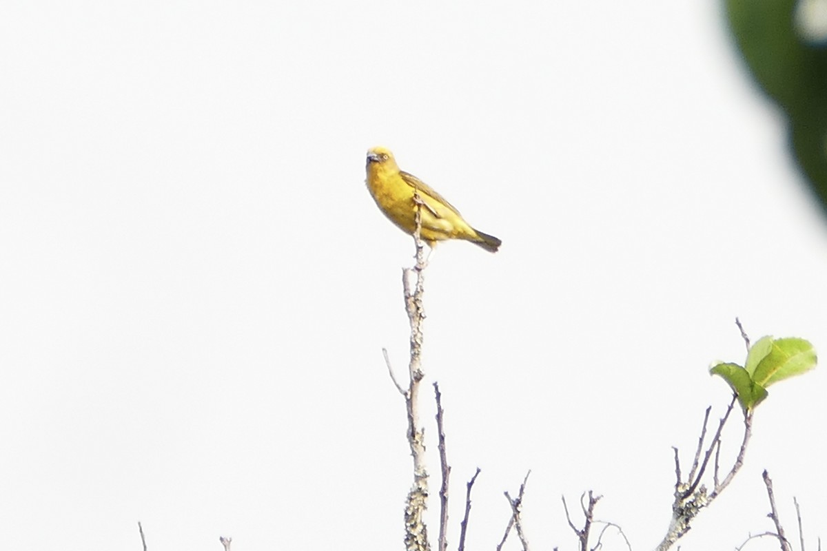 Bocage's Weaver - Peter Kaestner