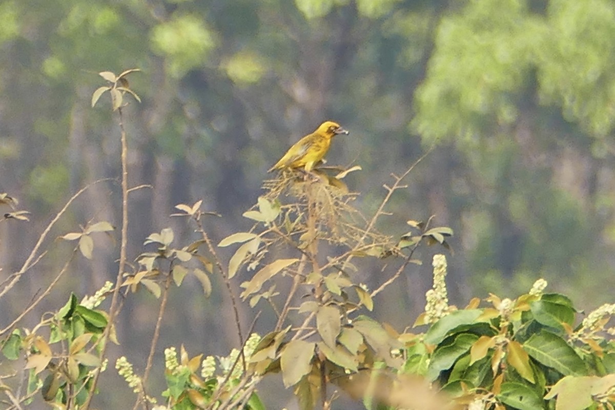 Bocage's Weaver - ML70799681