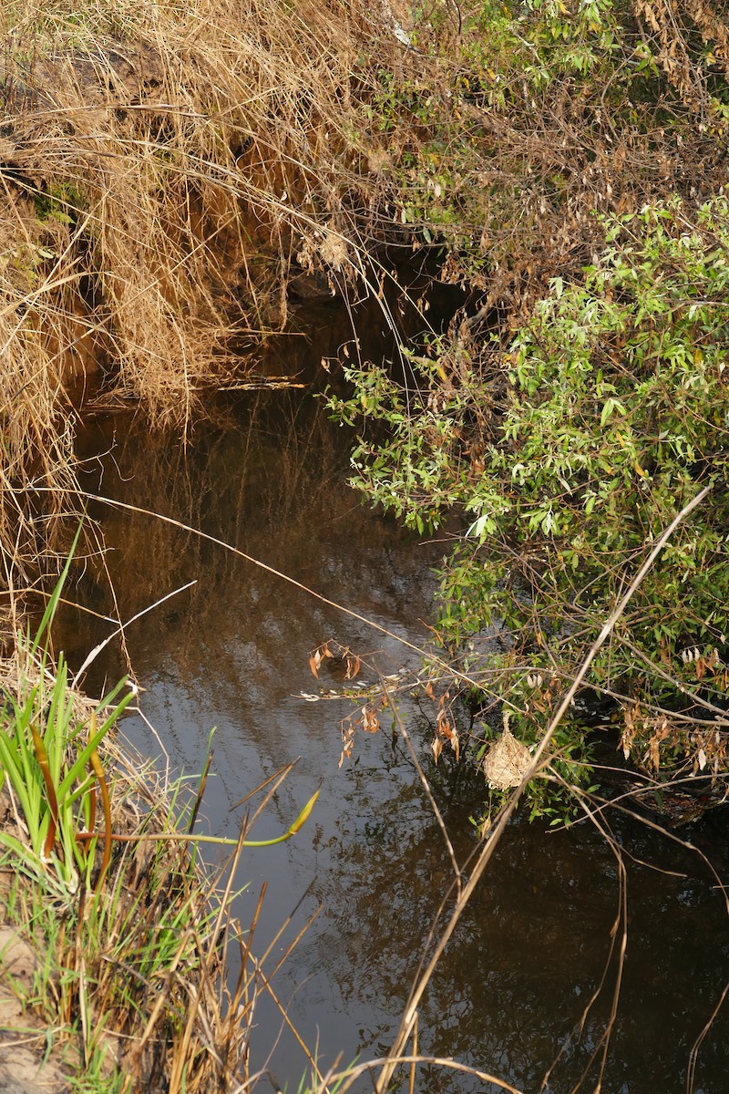 Bocage's Weaver - ML70799711