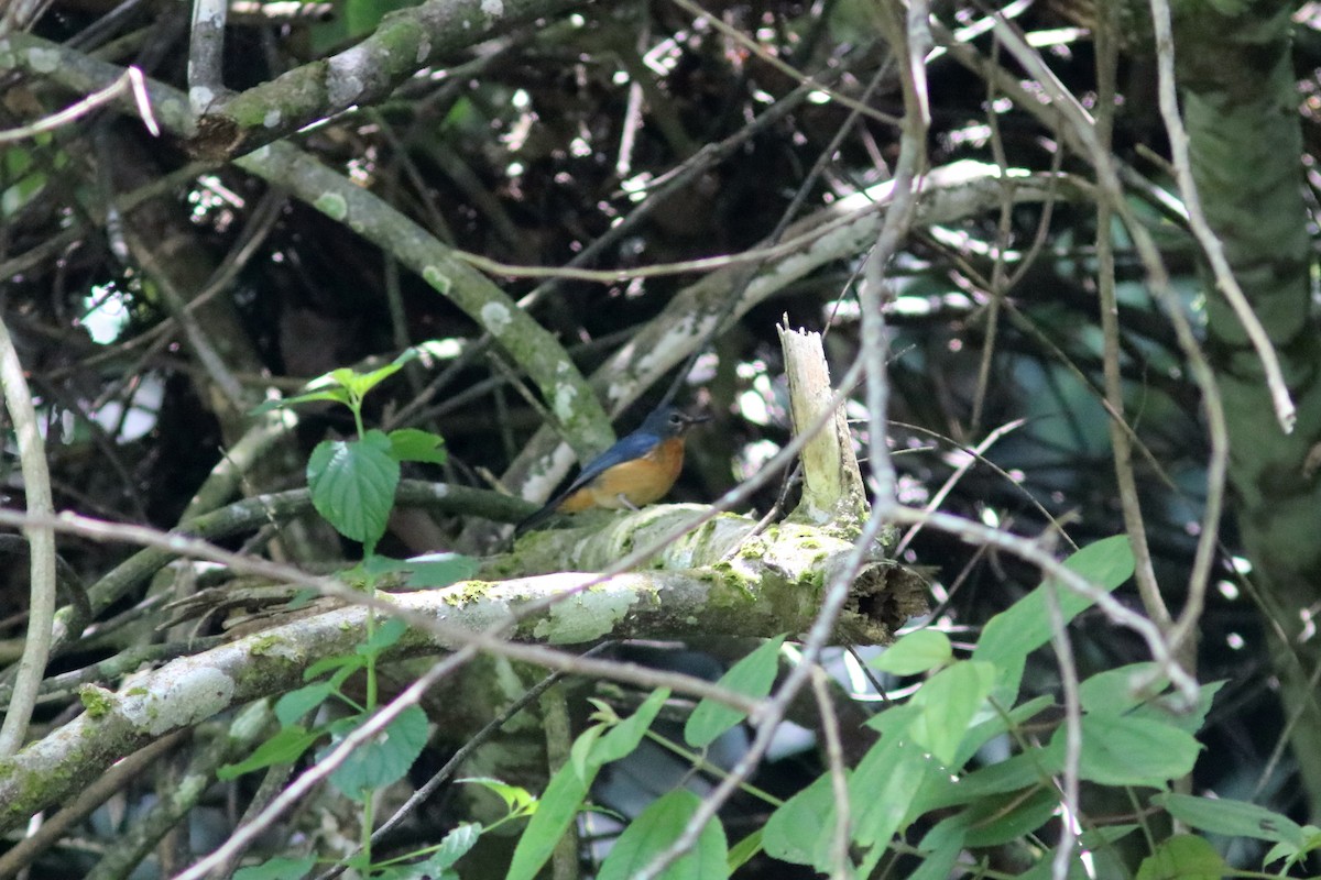 Sulawesi Blue Flycatcher (Sulawesi) - ML70800591