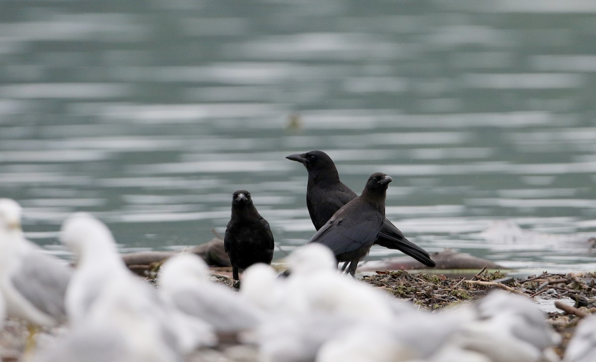 American Crow - ML70802311