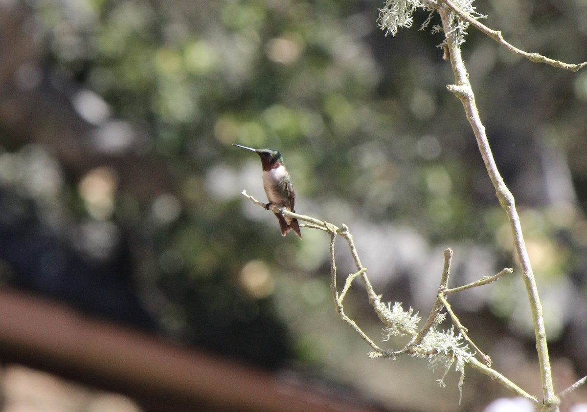 Ruby-throated Hummingbird - ML70802721