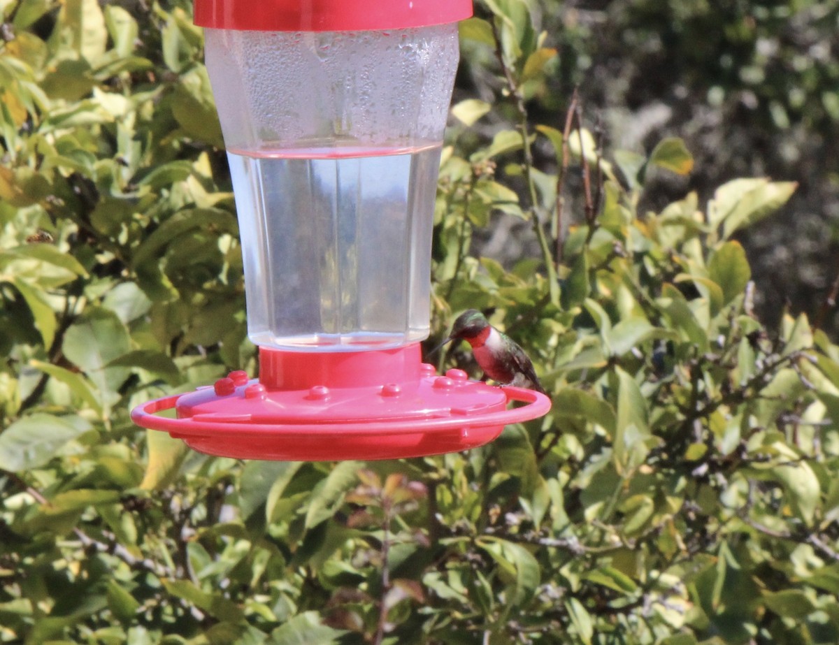 Ruby-throated Hummingbird - ML70802821