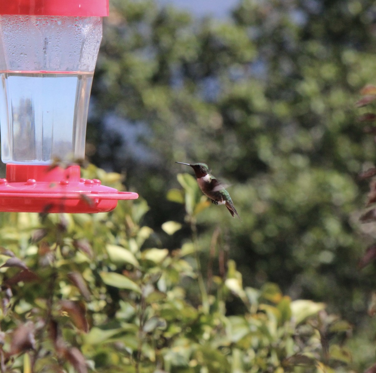 Ruby-throated Hummingbird - ML70802841