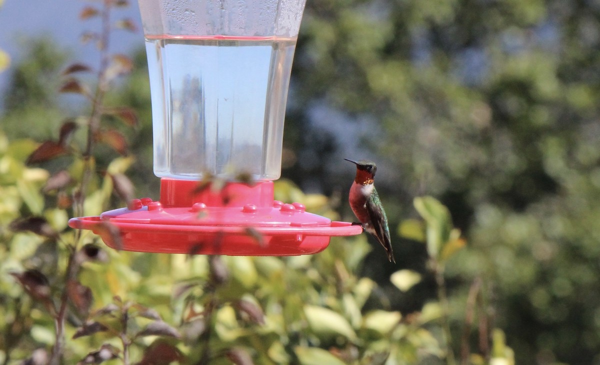 Ruby-throated Hummingbird - ML70802851