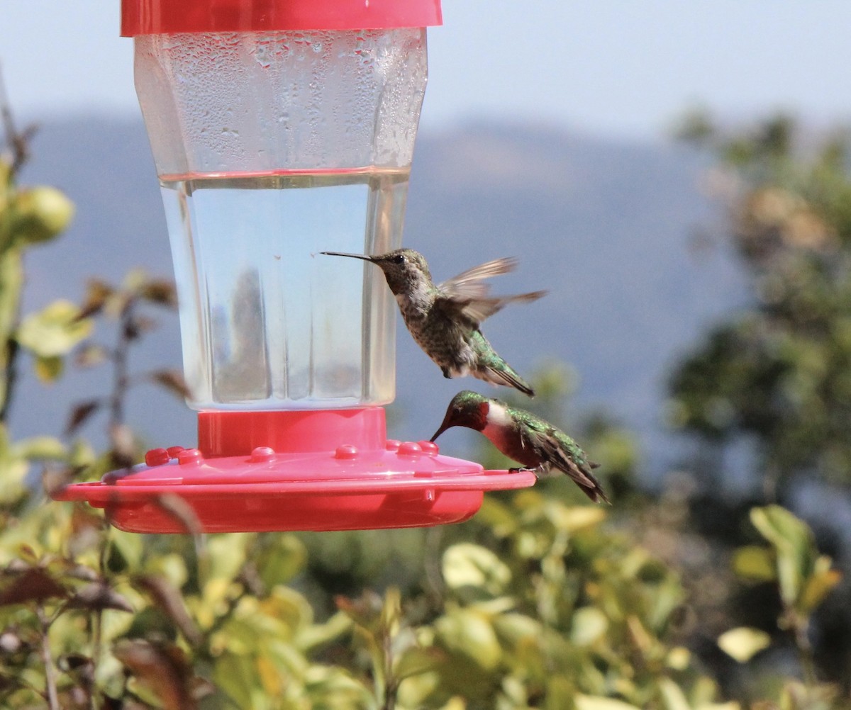 Ruby-throated Hummingbird - ML70802901