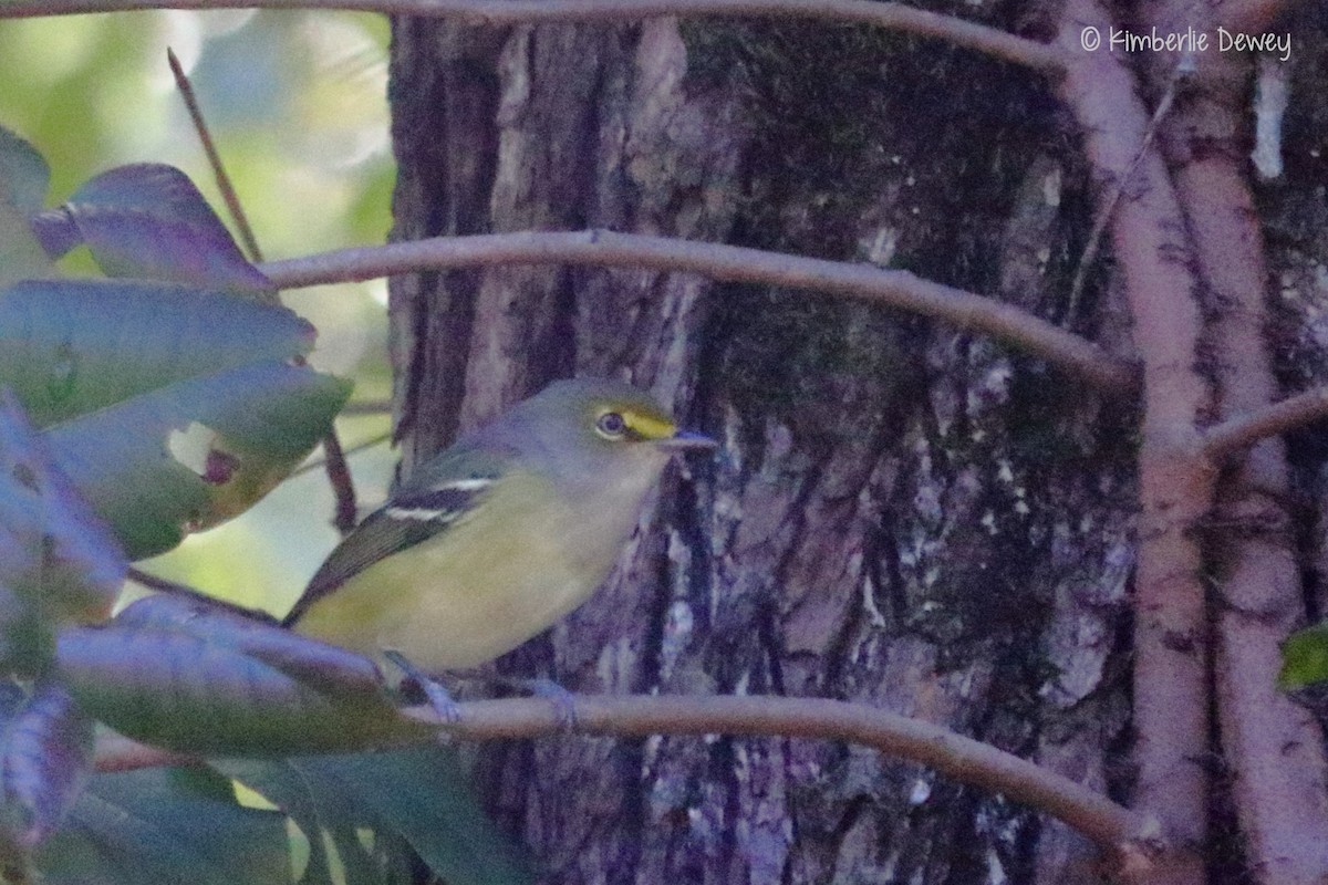 White-eyed Vireo - Kimberlie Dewey