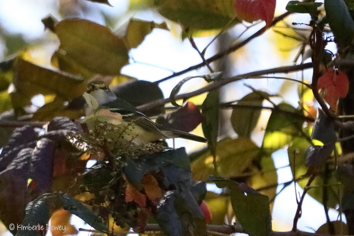 Ak Gözlü Vireo - ML70803081