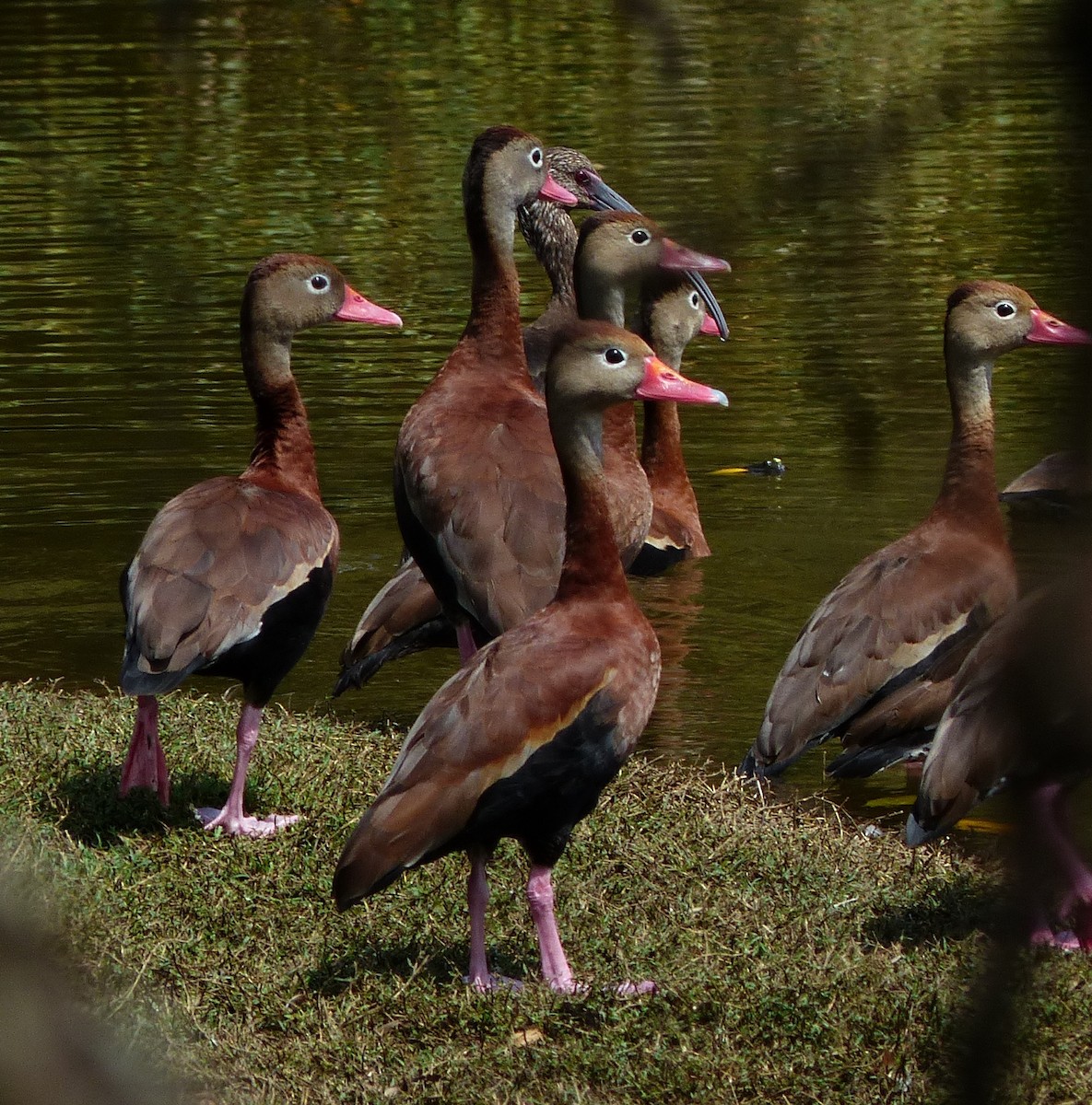 Black-bellied Whistling-Duck - ML70803561