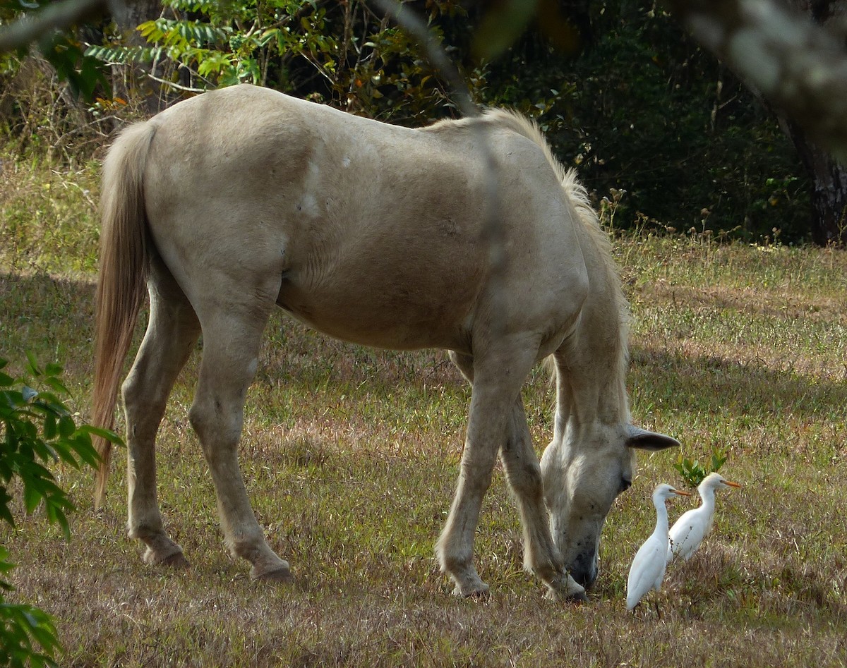 Western Cattle Egret - ML70803621