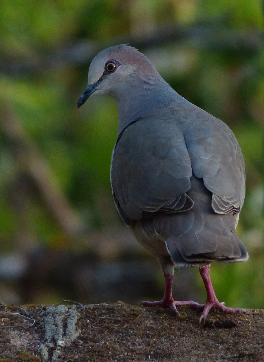 White-tipped Dove - Alain Sylvain