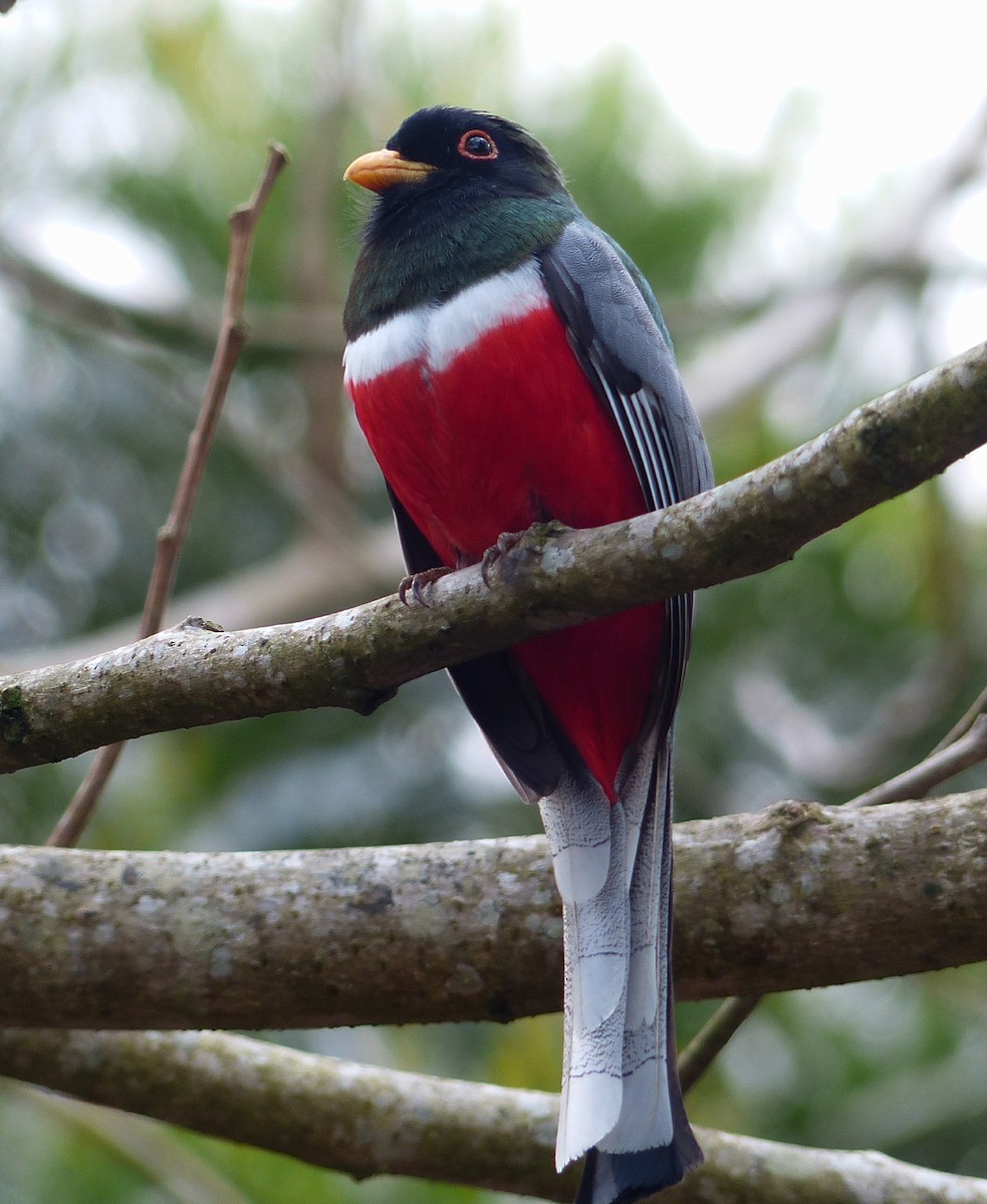 trogon krásný - ML70803721