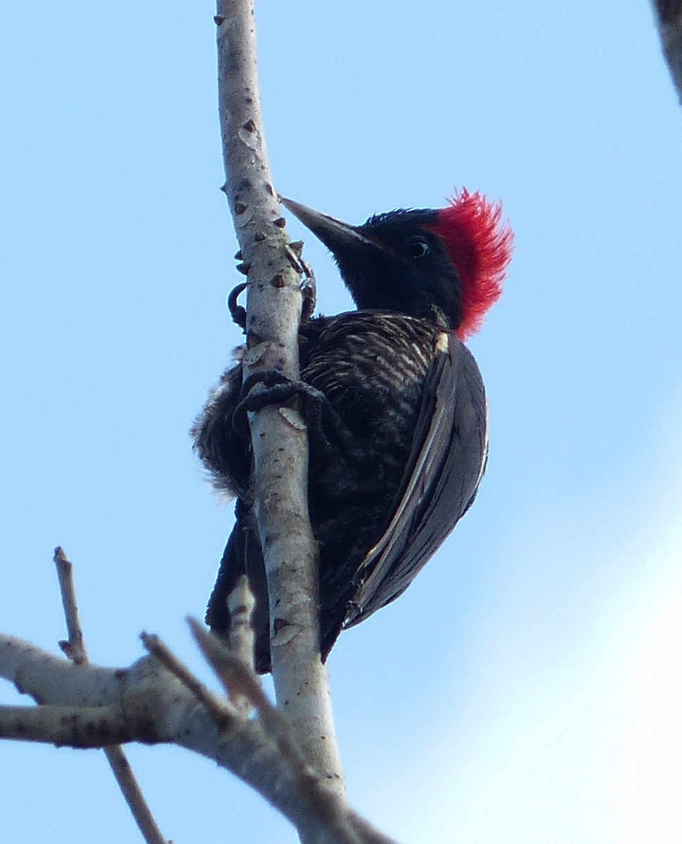 Lineated Woodpecker - ML70803731