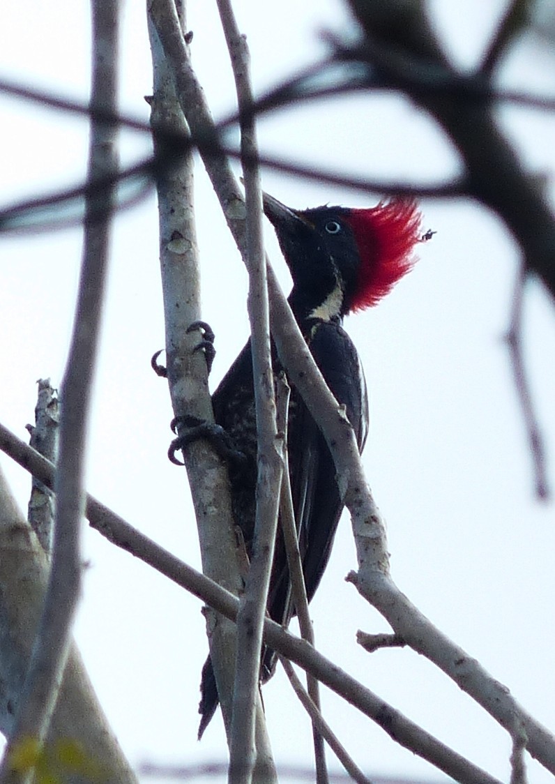 Lineated Woodpecker - ML70803751